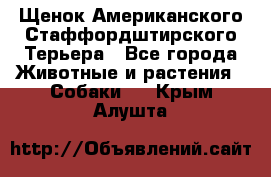 Щенок Американского Стаффордштирского Терьера - Все города Животные и растения » Собаки   . Крым,Алушта